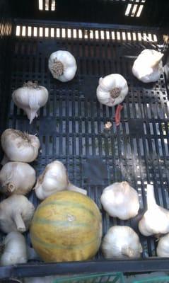 Garlic and last of the Melons for the season