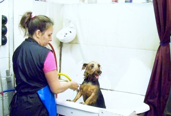 7 Seas Pet Care Center