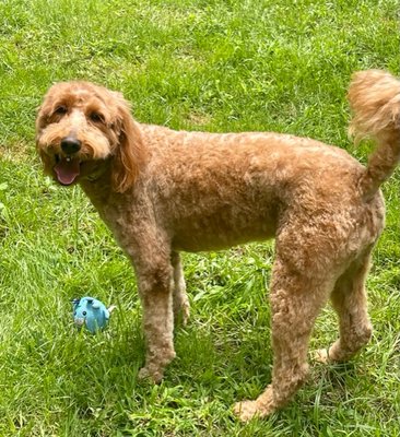 Looking handsome with a puppy cut