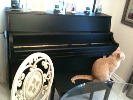 Houdini, my other cat, admiring the soothing green belt behind the studio.