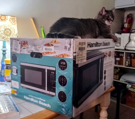 Got a new microwave (the cat we had)