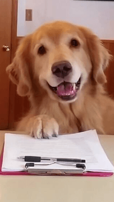 Angus checking in for In-Home Pet Sitting with sister Rosie!