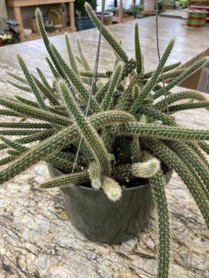 Rattail cactus