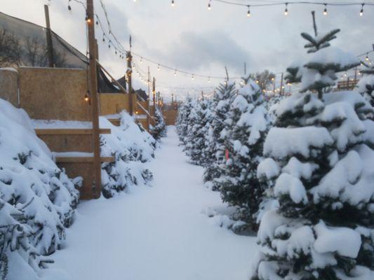 Columbine Christmas Trees