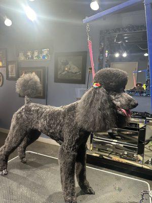 Standard Poodle