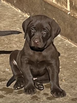 Labrador puppy