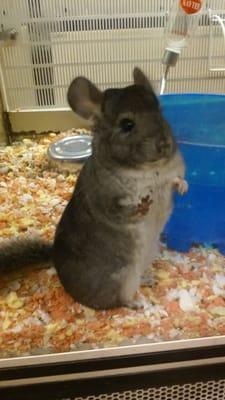 Chinchillas To Go