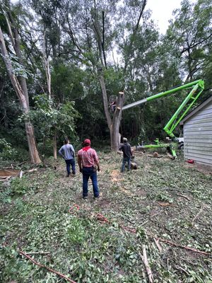 Tree removal