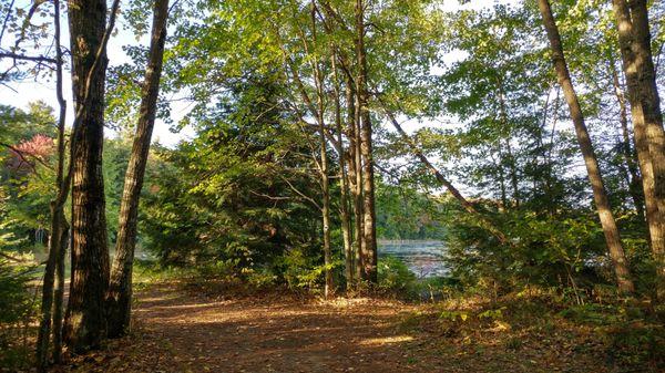 Trees and pond.