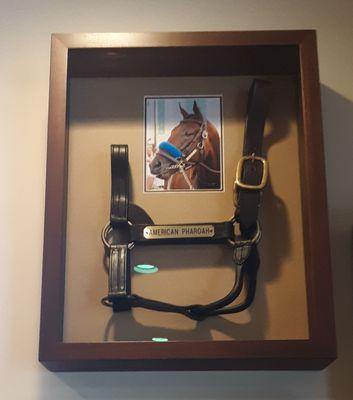 Triple Crown winner American Pharoah eats Hallway Feed