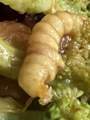 Large dead insect larva clinging to broccoli. Closeup image.