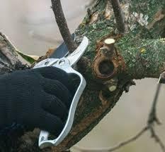 Our Experienced Arborist provide best tree pruning/ tree removal services in New York