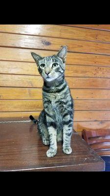 The stable cat. Every stable needs one. (Or five)