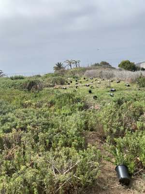 Planting 100+ plants in Malibu Hillside