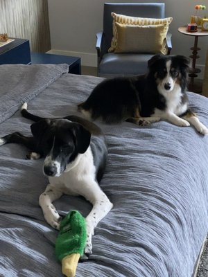 Two of Dr Radosta's grateful puppy patients: Zoe (1 year old rescue) and Ozzi (almost 10 year old mini Aussie)