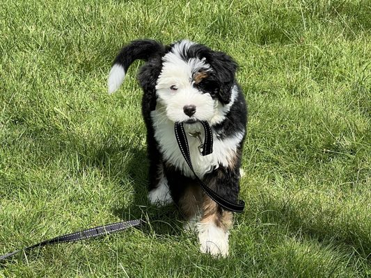 Gus! He's a Mini Bernedoodle