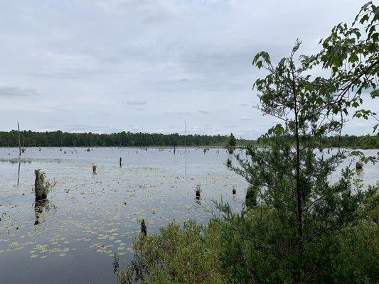 Cranberry bogs