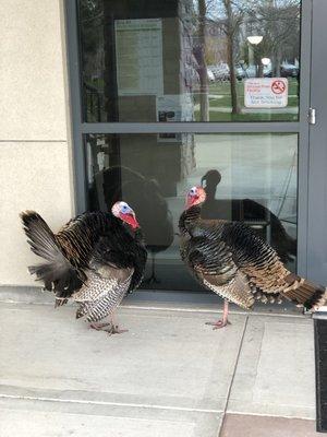 Turkeys want in on the lecture too