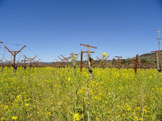 Napa Valley during mustard season Custom Photography by Cuvée Marketing