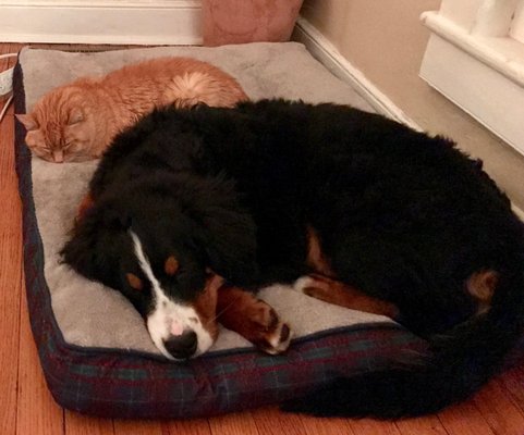 Napping with her best pal.