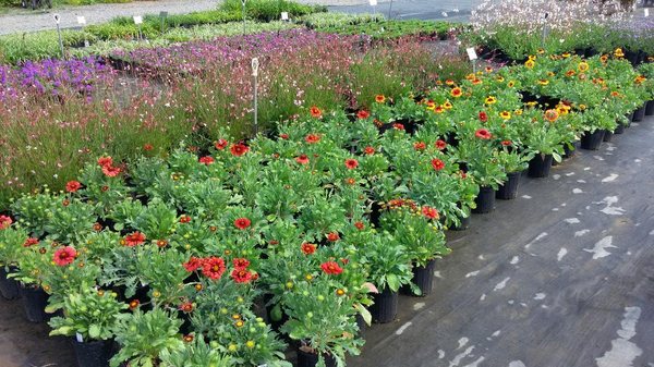 Gaillardia , Gaura and Verbena add beautiful color in June to the front of our old glass greenhouse