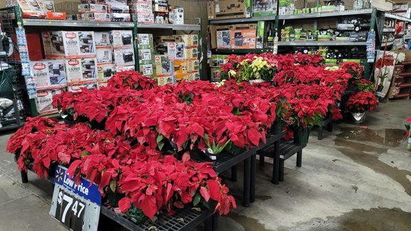 Poinsettias