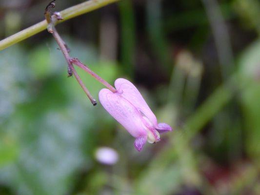 A tiny bleeding heart.