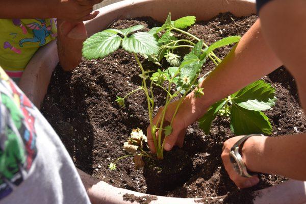 Starting our strawberry patch by planting young strawberry plants.