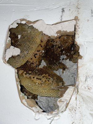 Beehive inside interior of bathroom wall