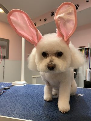 Easter grooms are in full swing at Grooming by Karen.