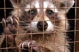 Captured Raccoon