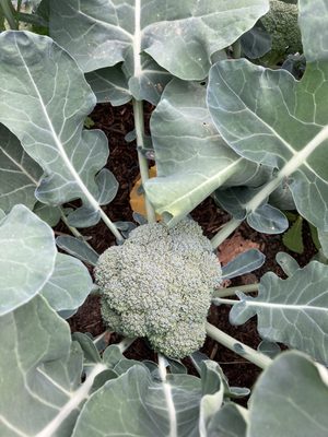 Broccoli from Rohrer seed, 2023.