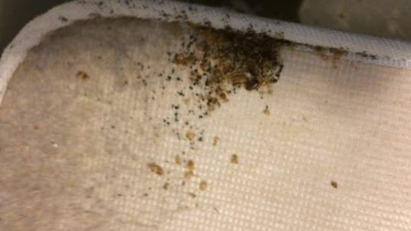 Example of infested Mattress