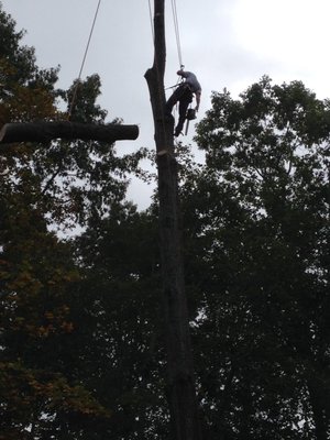 Frazier Tree Service