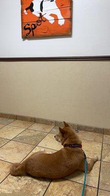 Waiting for the vet