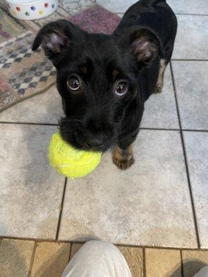 Finn and one of his favorite toys!!!  3