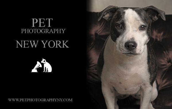 Pet Photography New York