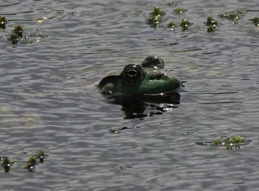 Ribbit.   A bullfrog sits and suns on the Bayou as we Kayak By at Pinky's Kayak Rental