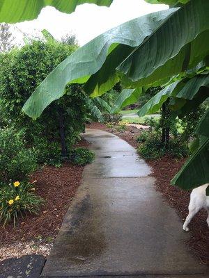 Walkway to our outdoor wedding/party location.