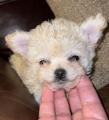 How could you not love this face?  We are grateful for the folks at Brockton Animal Hospital for saving this little life.  Amen.