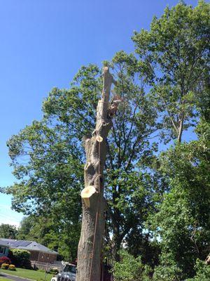 Long Island Tree Removal