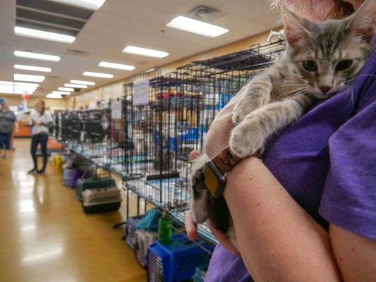 Adoption event held at the Darien PetSmart on 75th St.