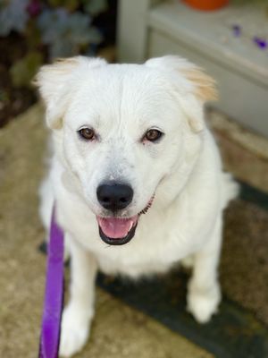 Aria enjoyed the adoption event at Full House Pets.