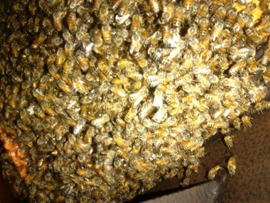 Honey Bee Rescue & Relocation Services