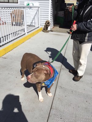 This is Blaze getting ready for a walk with his last dog walker isn't he handsome