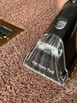 Pet stain removal using pet stain tool