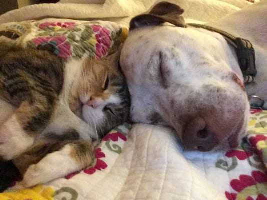 A happy, content client, and Pit Bull Ambassadog Extraordinaire, Anthony and his cat, Nutmeg.