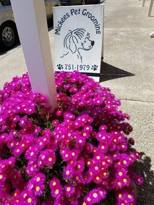 Beautiful flowers right out the front door at Mickee's Pet Grooming