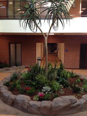 Nice setup of bromeliads, euphorbias, succulents, and tree aloes. Eye catching atrium.