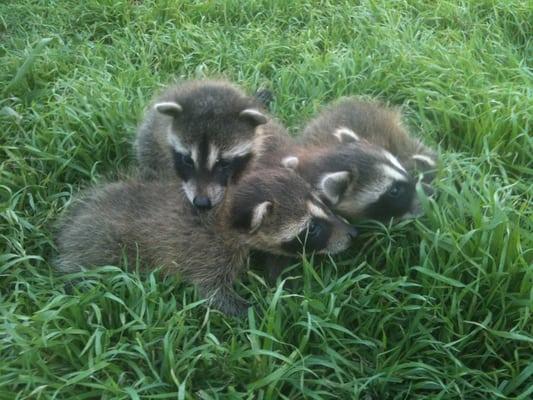 Raccoon Babies Removed from an Attic